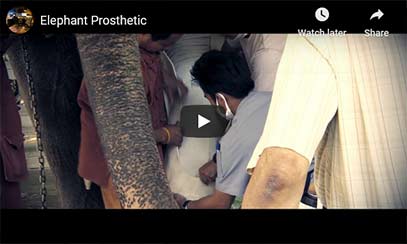 Elephant prosthetics